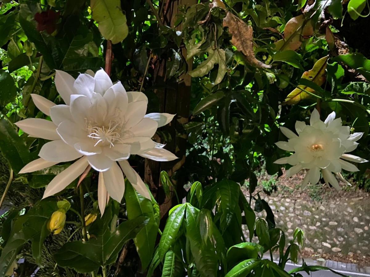 Tian Hsiang Tea B&B Nhân Ái Ngoại thất bức ảnh